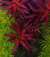 Ludwigia Glandulosa - photo 1