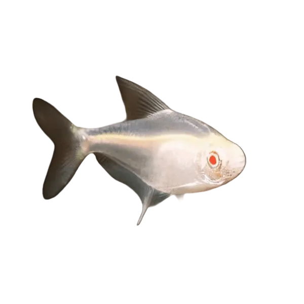 Albino Lemon Tetra