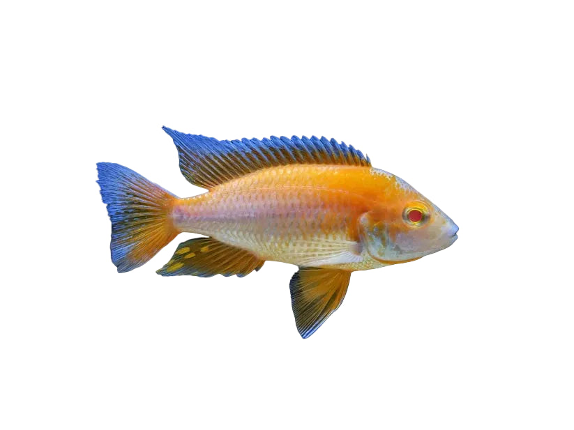 Albino Eureka