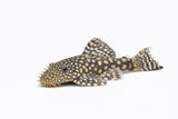Bristlenose Catfish - photo 2