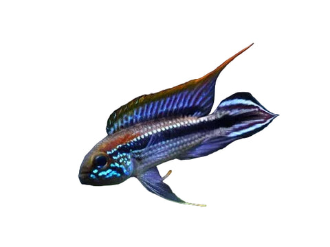 Apistogramma Tefe Pearl (Pairs)