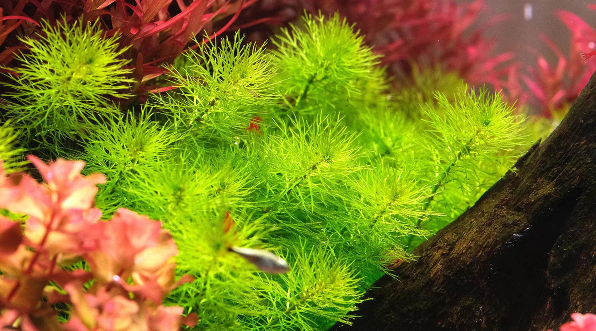 Myriophyllum Guyana