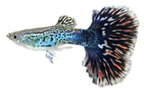 Guppy - photo 2