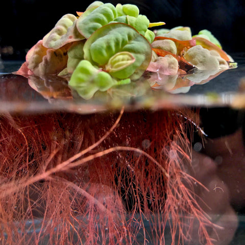 Red Root Floater