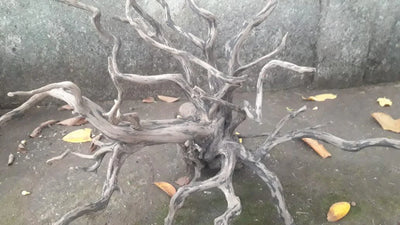 Natural Products Black Indonesian Forest Wood