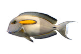 Orange Shoulder Tang - photo 2