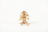 Golden Tree Bonsai - photo 1