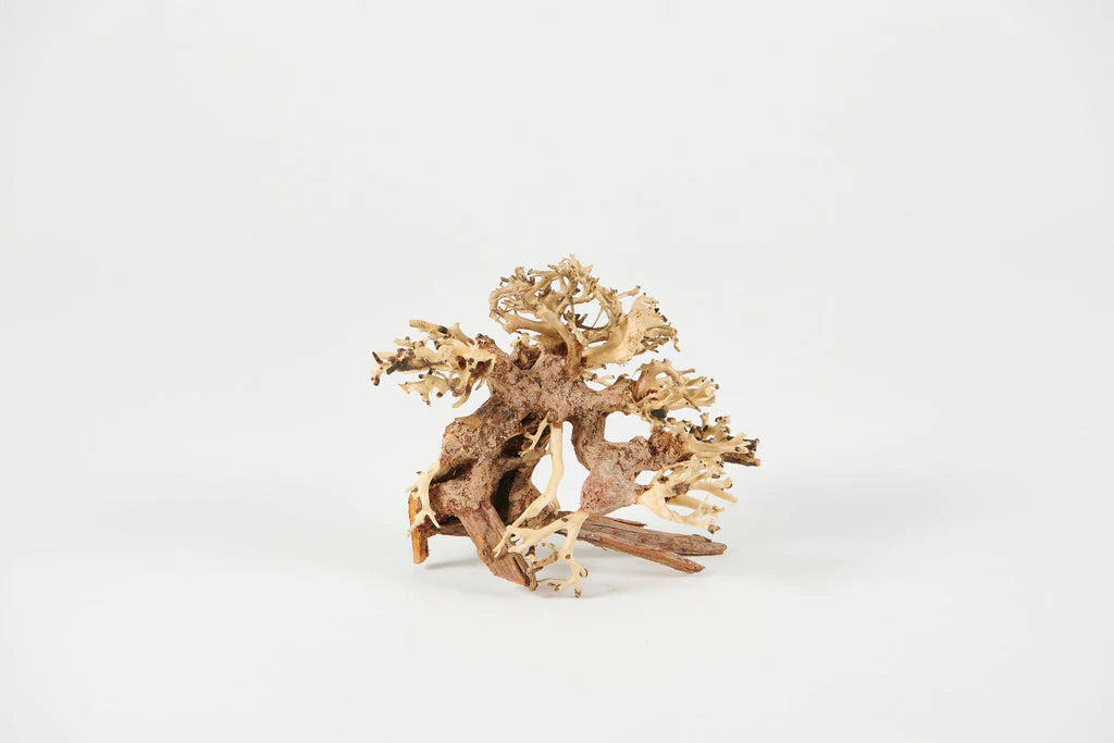 Golden Tree Bonsai