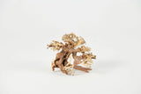 Golden Tree Bonsai - photo 3