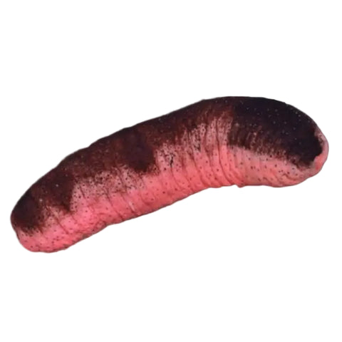 Burnt Sausage Cucumber