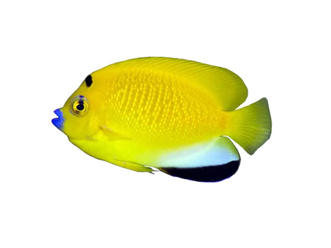 Flagfin Angelfish