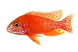 OB Peacock Cichlid - photo 2