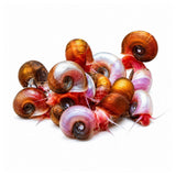Ramshorn Snail - photo 2
