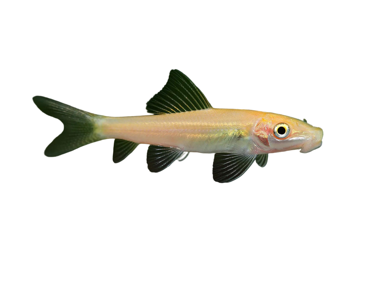 Gold Sucking Catfish