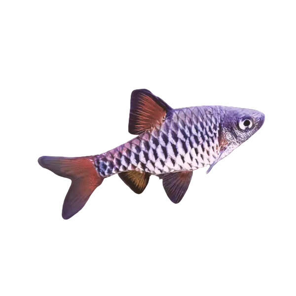 Checkered Barb
