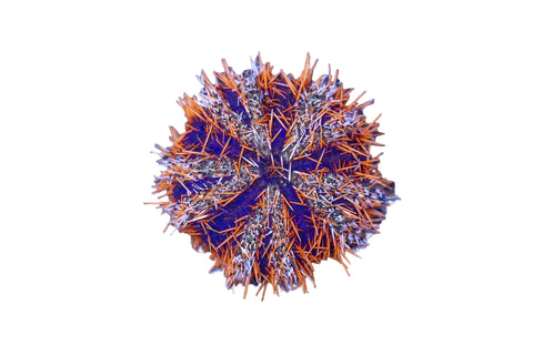 Decorator Urchin