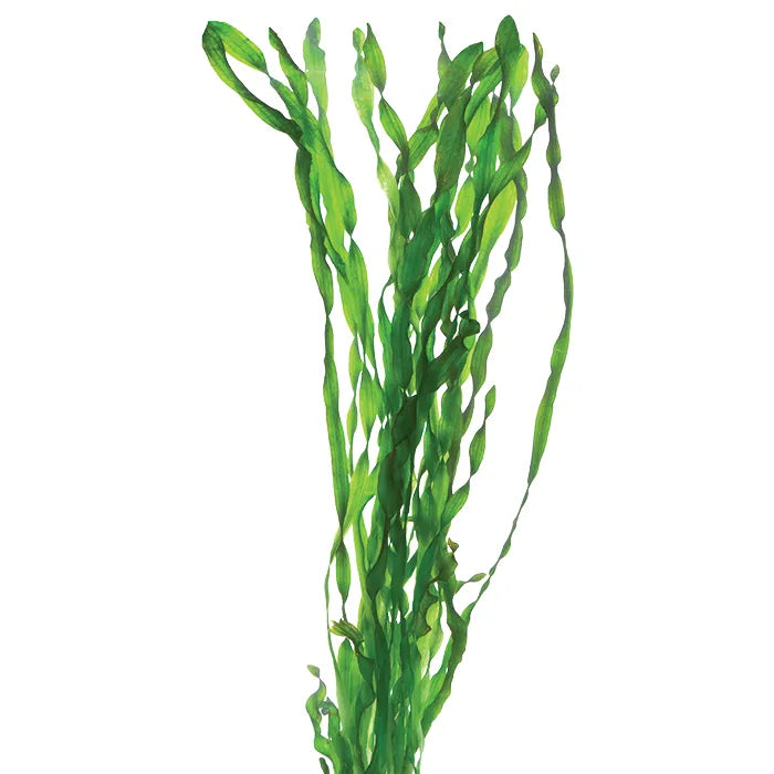 Contortionist Vallisneria