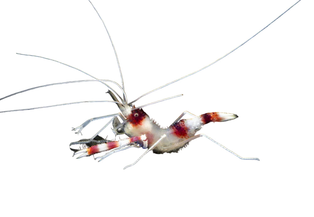 Coral Banded Shrimp