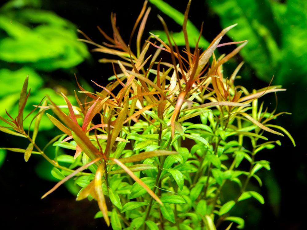 Ludwigia Arcuata