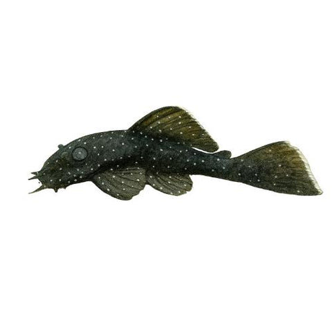 Peppermint Bristlenose