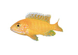 OB Peacock Cichlid - photo 3