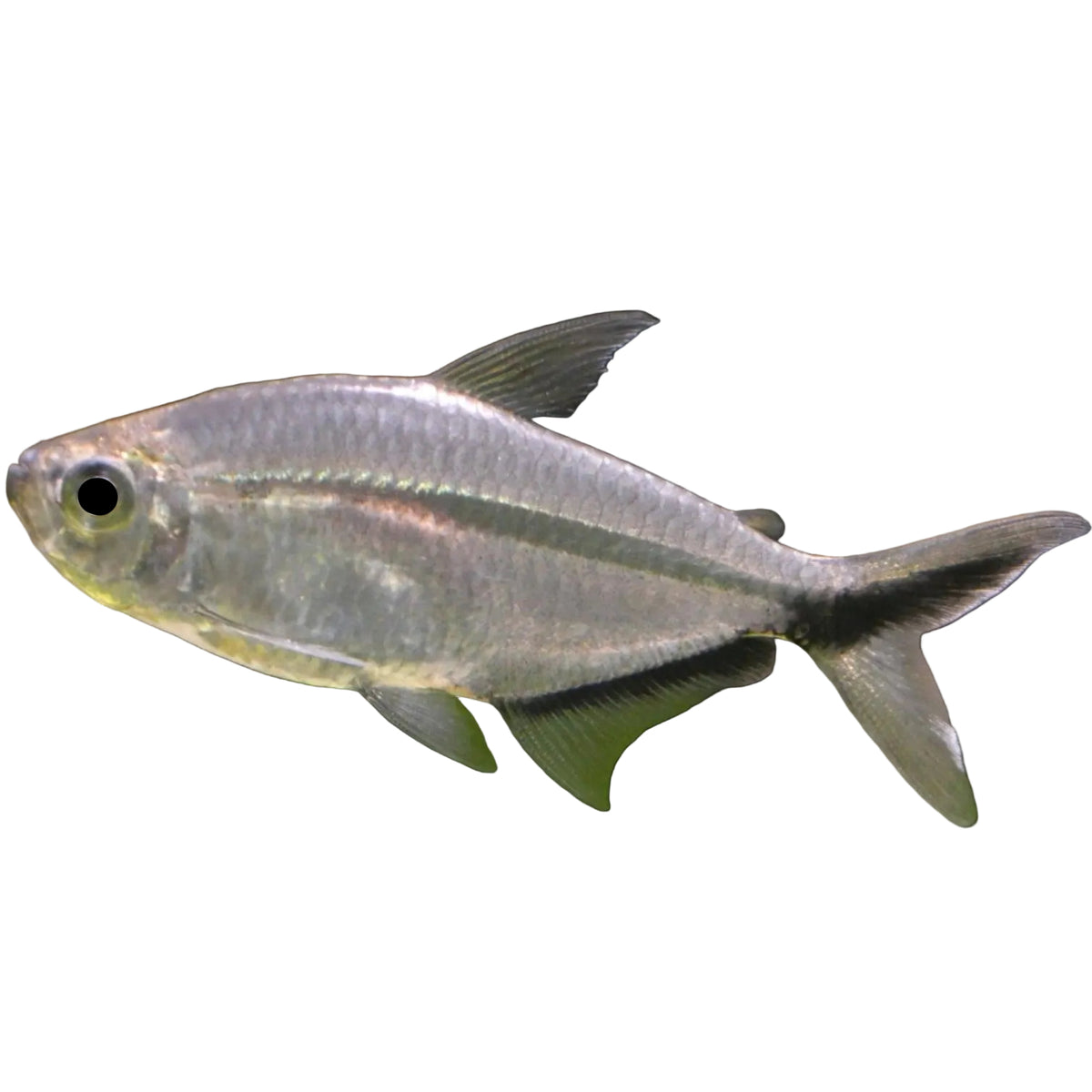 Costae Tetra