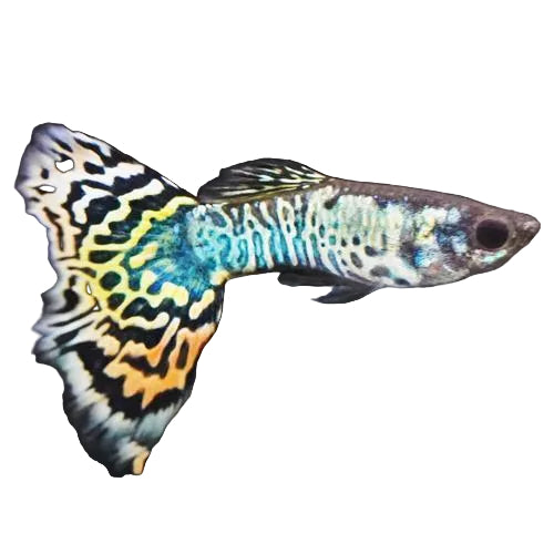 Colorful guppy fish with patterned tail on a black background