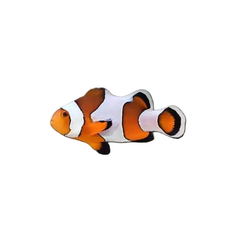 Da Vinci Clownfish