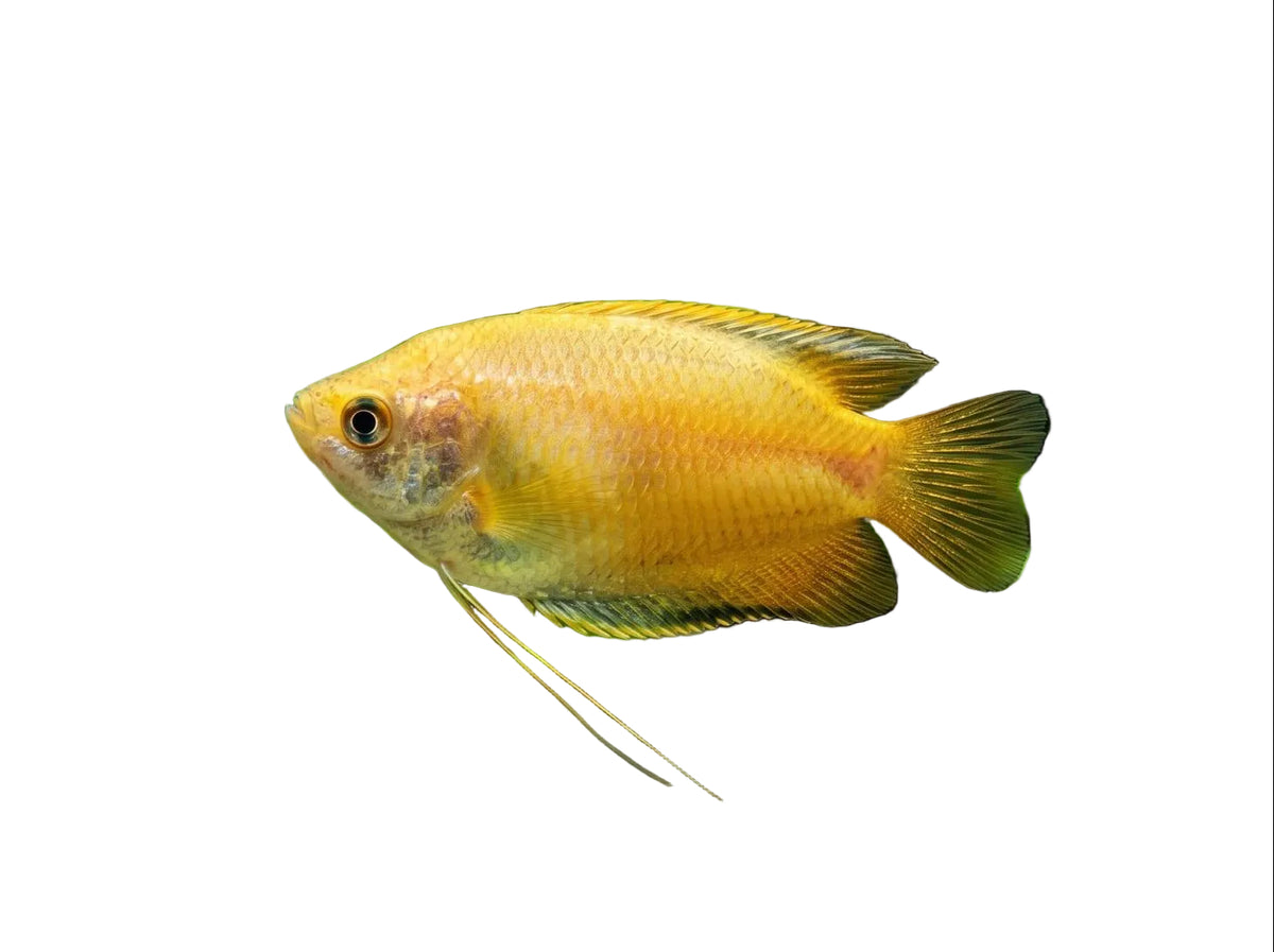 Dwarf Gold Honey Gourami