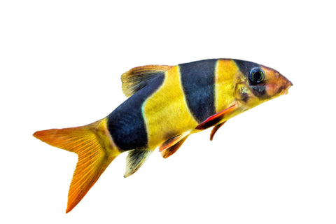 Clown Loach
