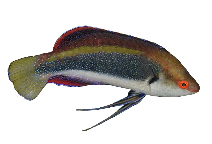 Dotted Fairy Wrasse