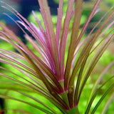Pogostemon Stellata - photo 2