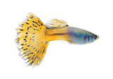 Guppy - photo 3