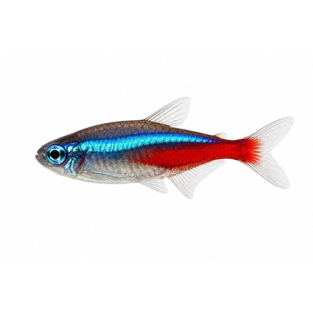 Neon Tetra