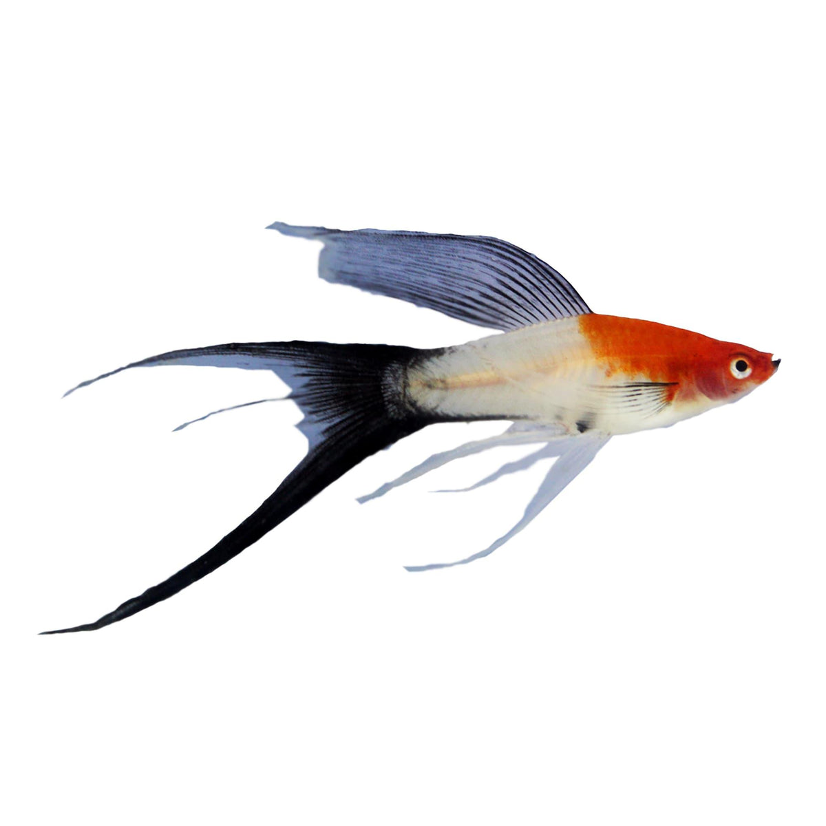 Lyretail Swordtail