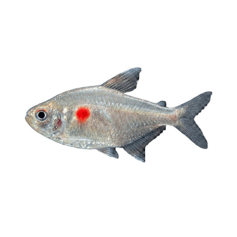 Bleeding Heart Tetra
