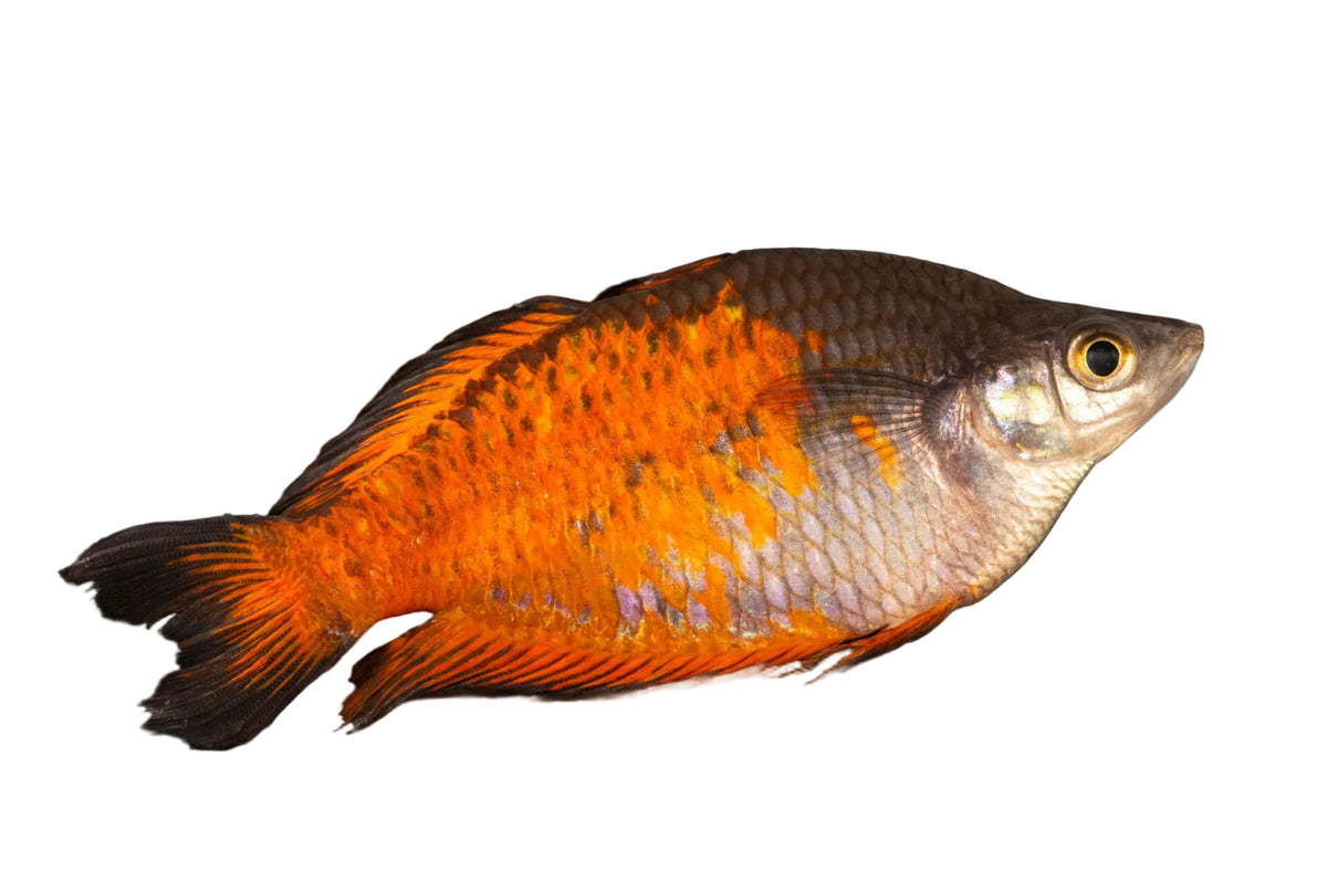 Parkinsoni Rainbowfish (Melanotaenia parkinsoni)