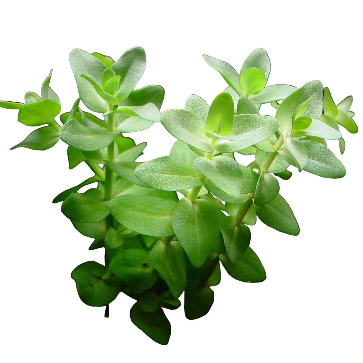 A live aquatic plant with bright green, rounded leaves growing in a dark aquarium substrate against a solid black background.