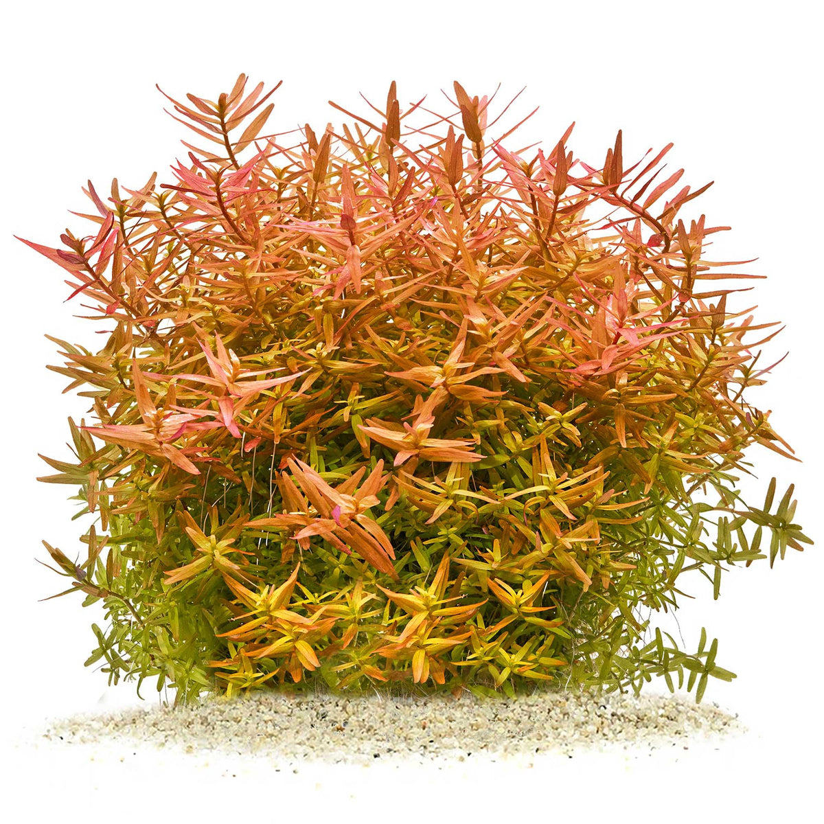 Rotala 'Orange Juice'
