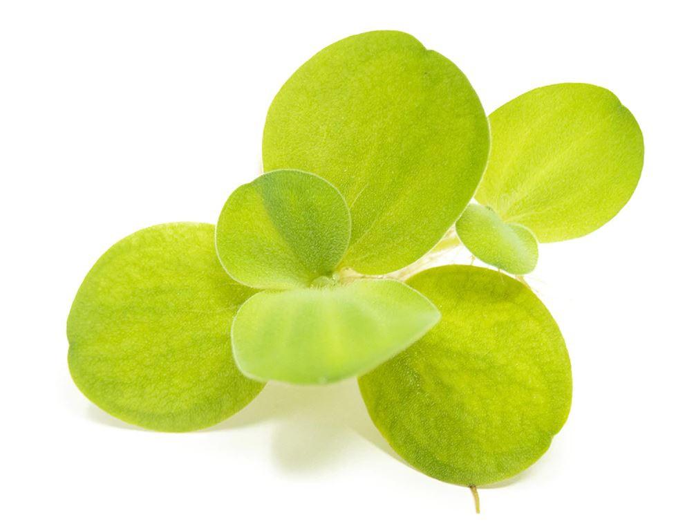 Dwarf Water Lettuce