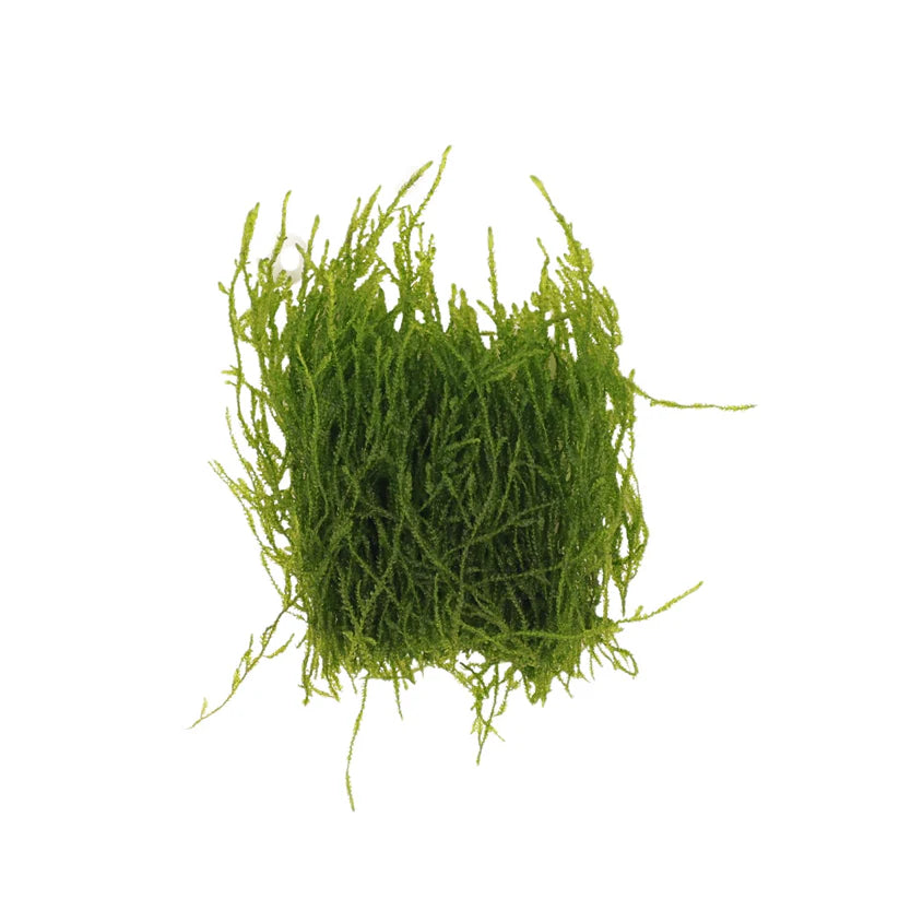 AquaLabs Moss