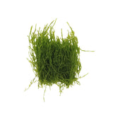 AquaLabs Moss - photo 1