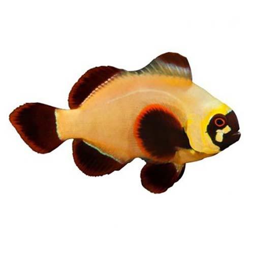 Gold Nugget Maroon Clownfish