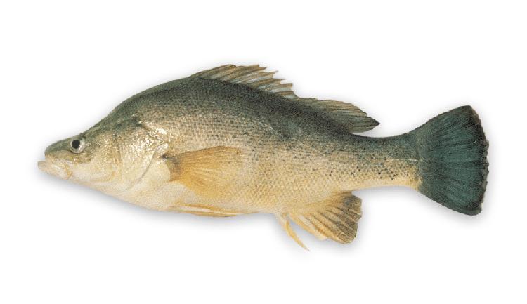 Golden Perch