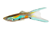 Endler Guppy - photo 1