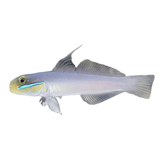 Gold Head Sleeper Goby