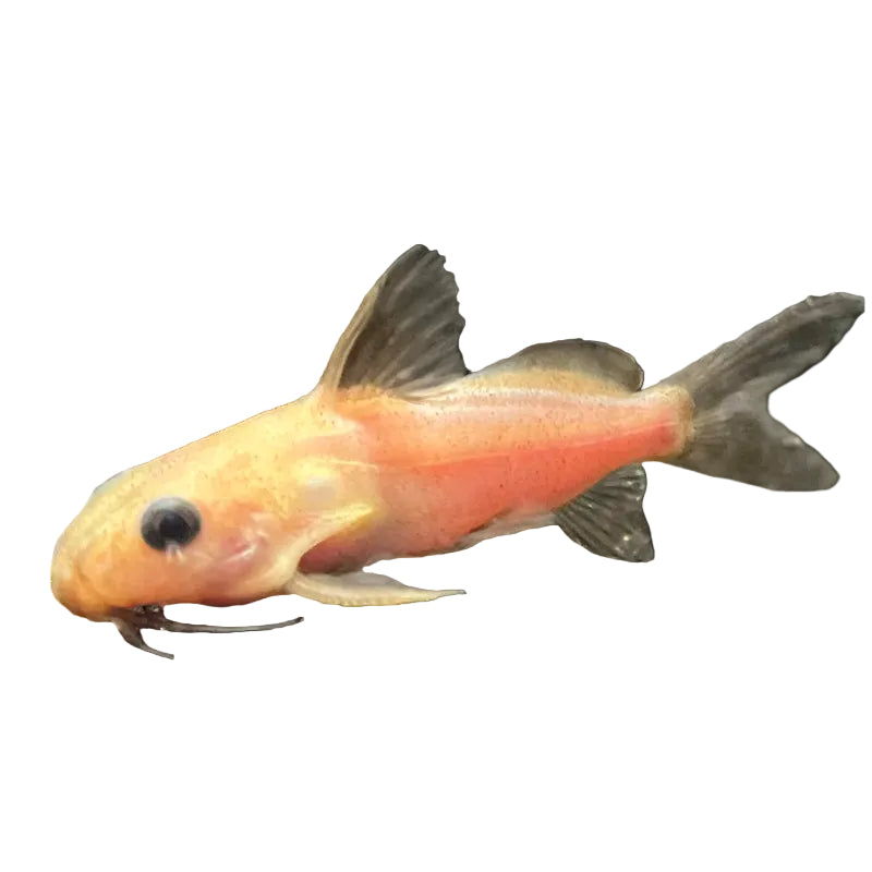 Golden Synodontis Catfish