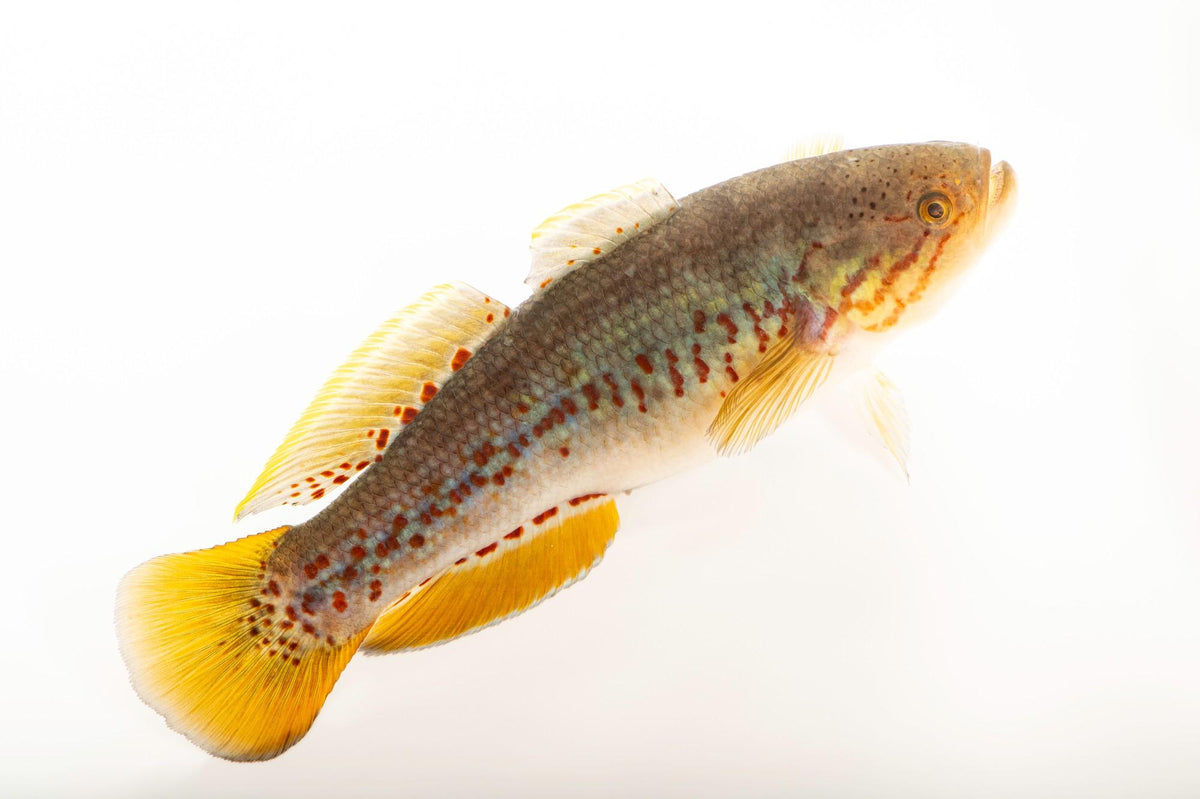 Purple Spot Gudgeon
