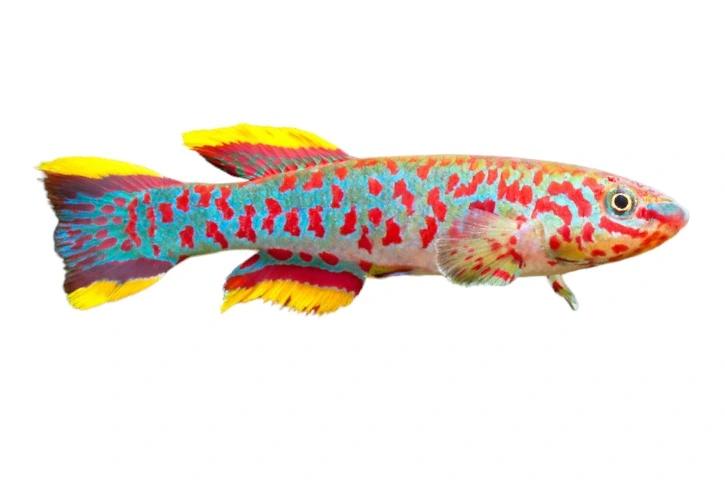 Gardneri Steel Blue Killifish