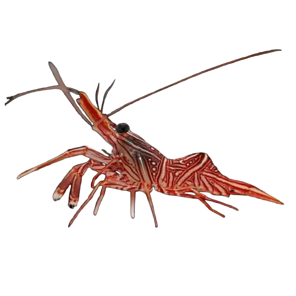 Hinge Back Shrimp